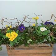 Planted Casket Spray