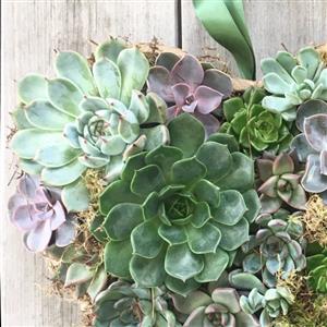 Succulent Love