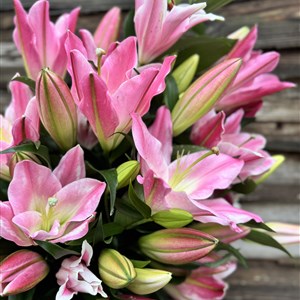 Pink Scented Lilies