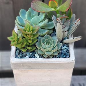 Succulent Garden