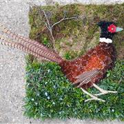 Pheasant