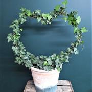 Ivy Heart