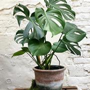 Monstera Deliciosa