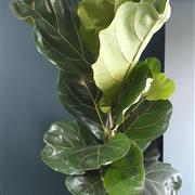Fiddle Leaf Fig