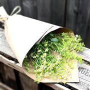 Bunch of Tanacetum