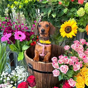 Florist Choice Spray