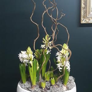 Luxury Hyacinth Planter