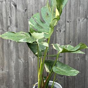Monstera Thai Constellation